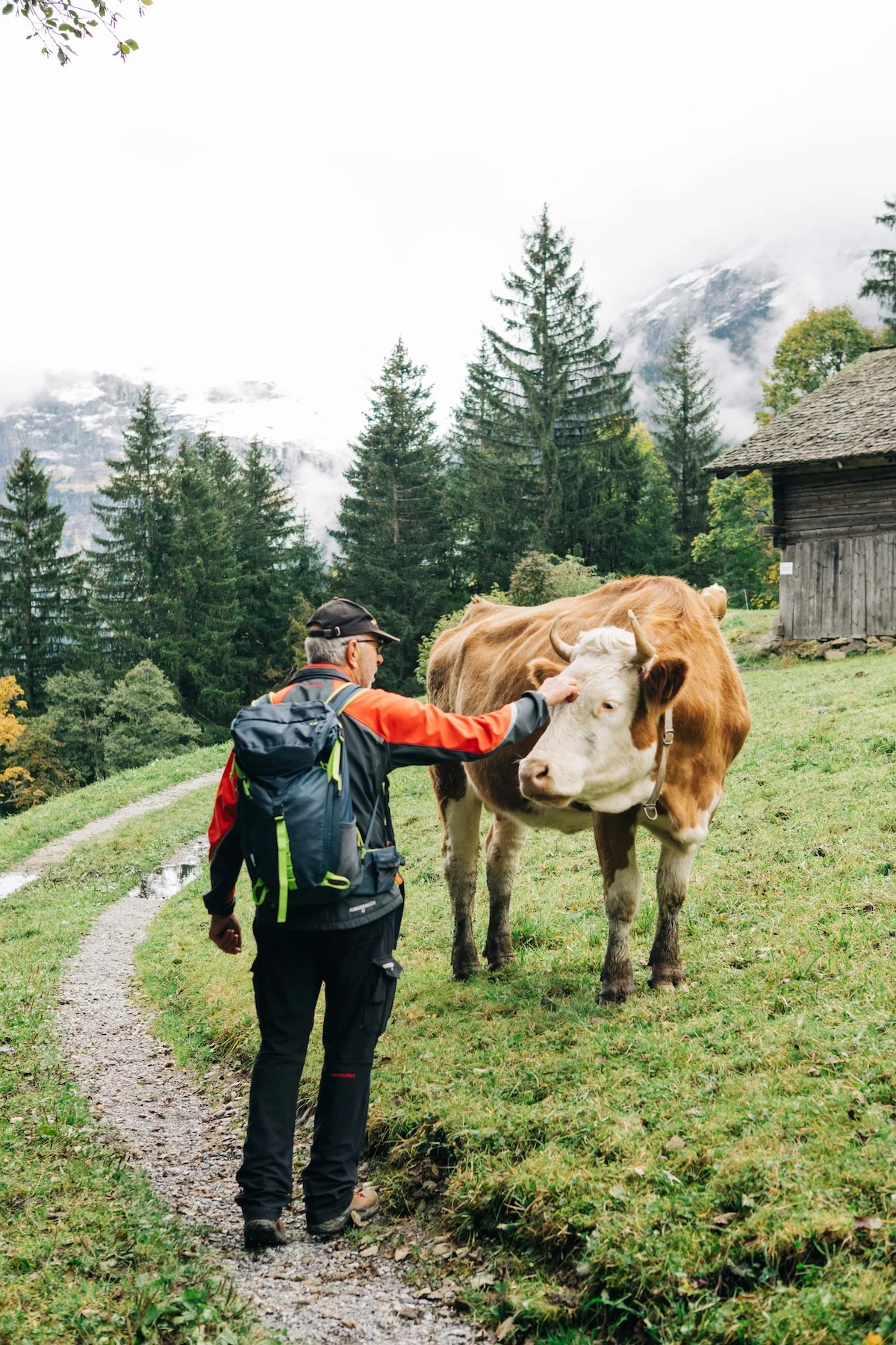 grindelwald-switzerland-hiking-guide-man-pets-cow-vertical
