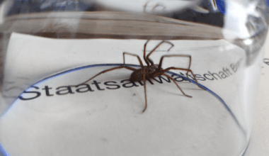 Große Spinne ca. 4-5 cm Durchmesser
