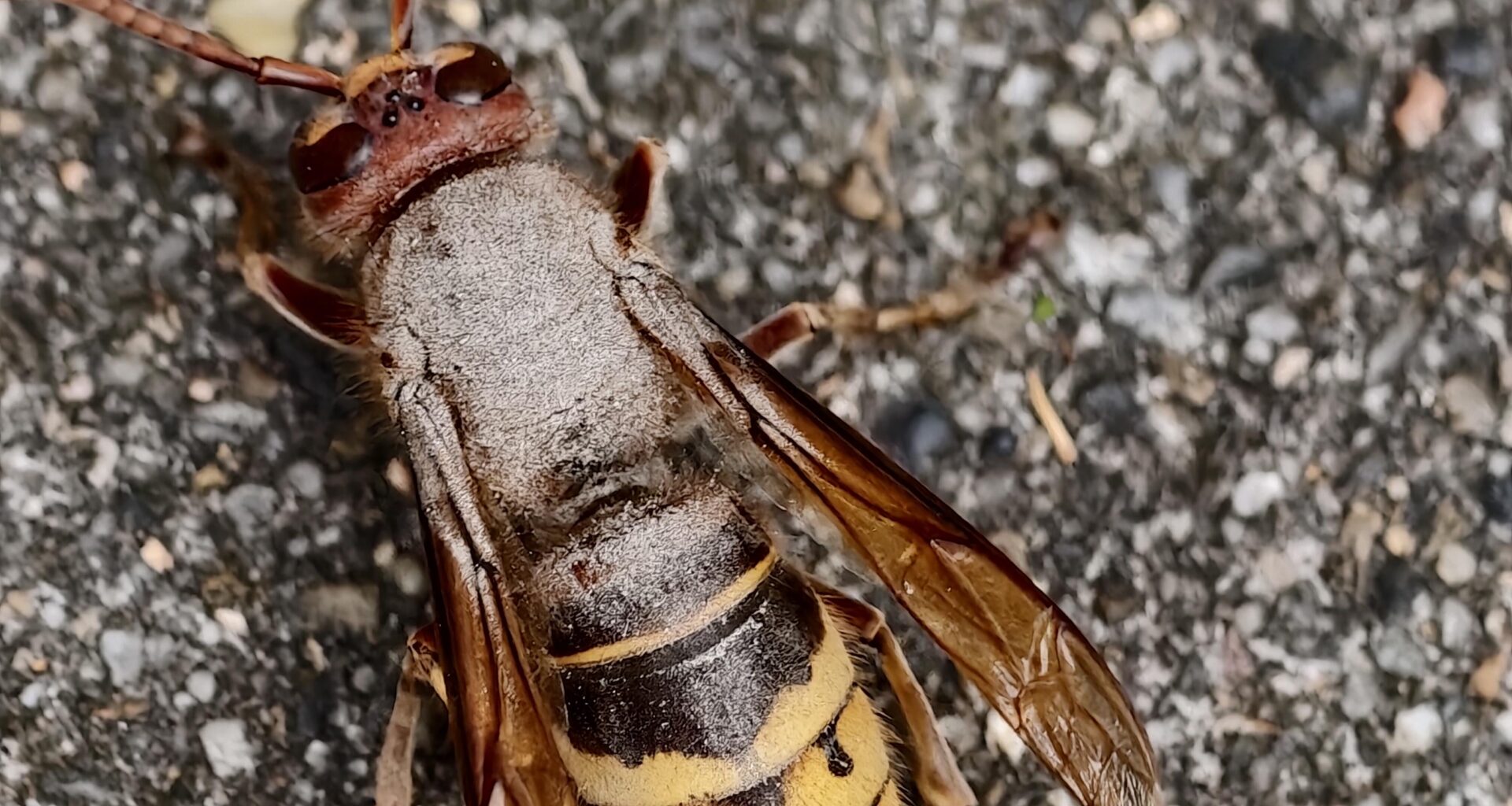 Ist das eine Krankheit/Pilz?