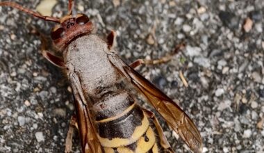 Ist das eine Krankheit/Pilz?