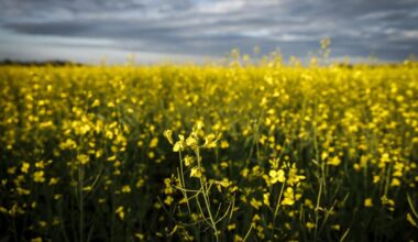 China announces 75.8% tariffs on Canadian canola