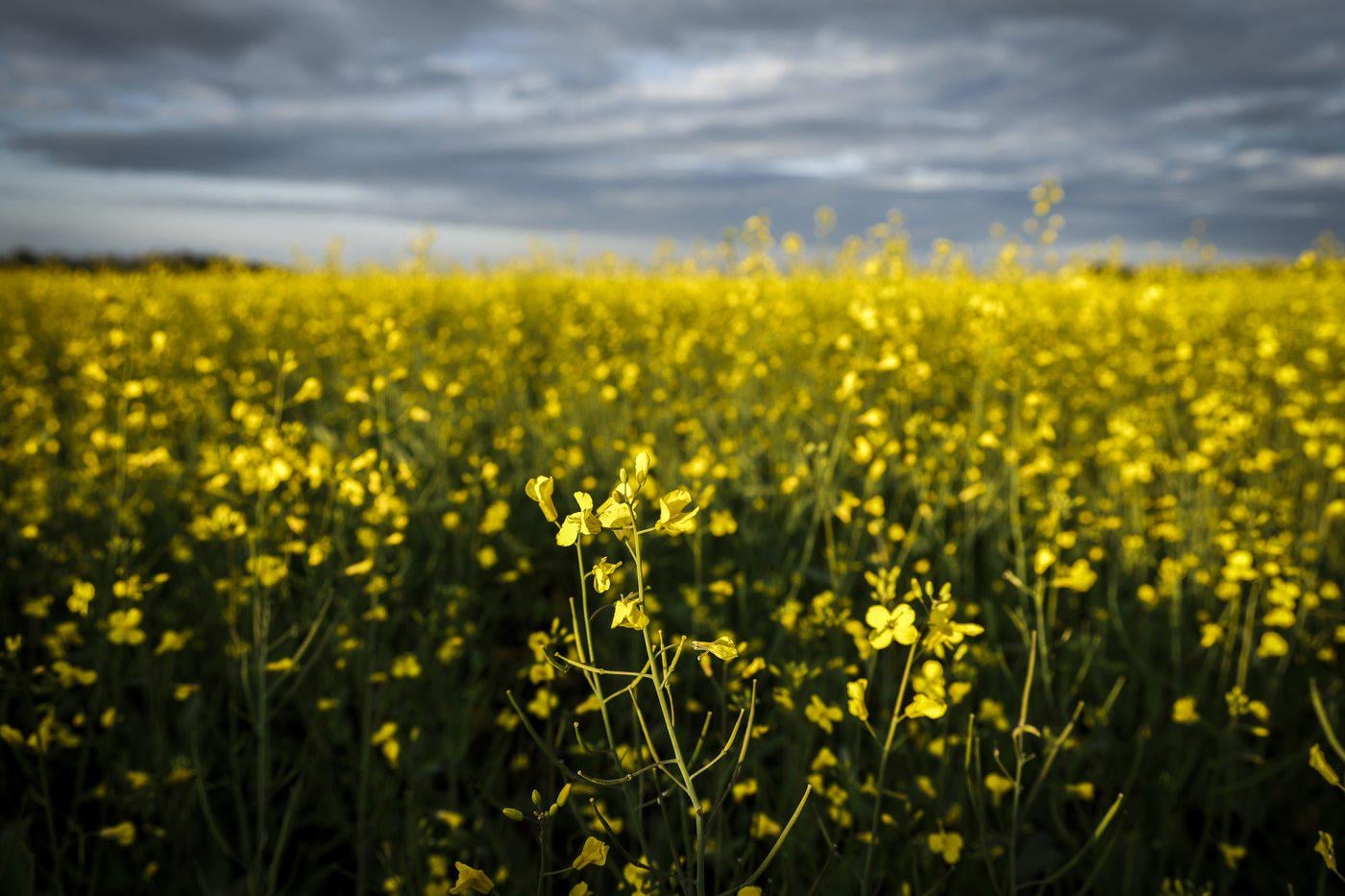 China announces 75.8% tariffs on Canadian canola
