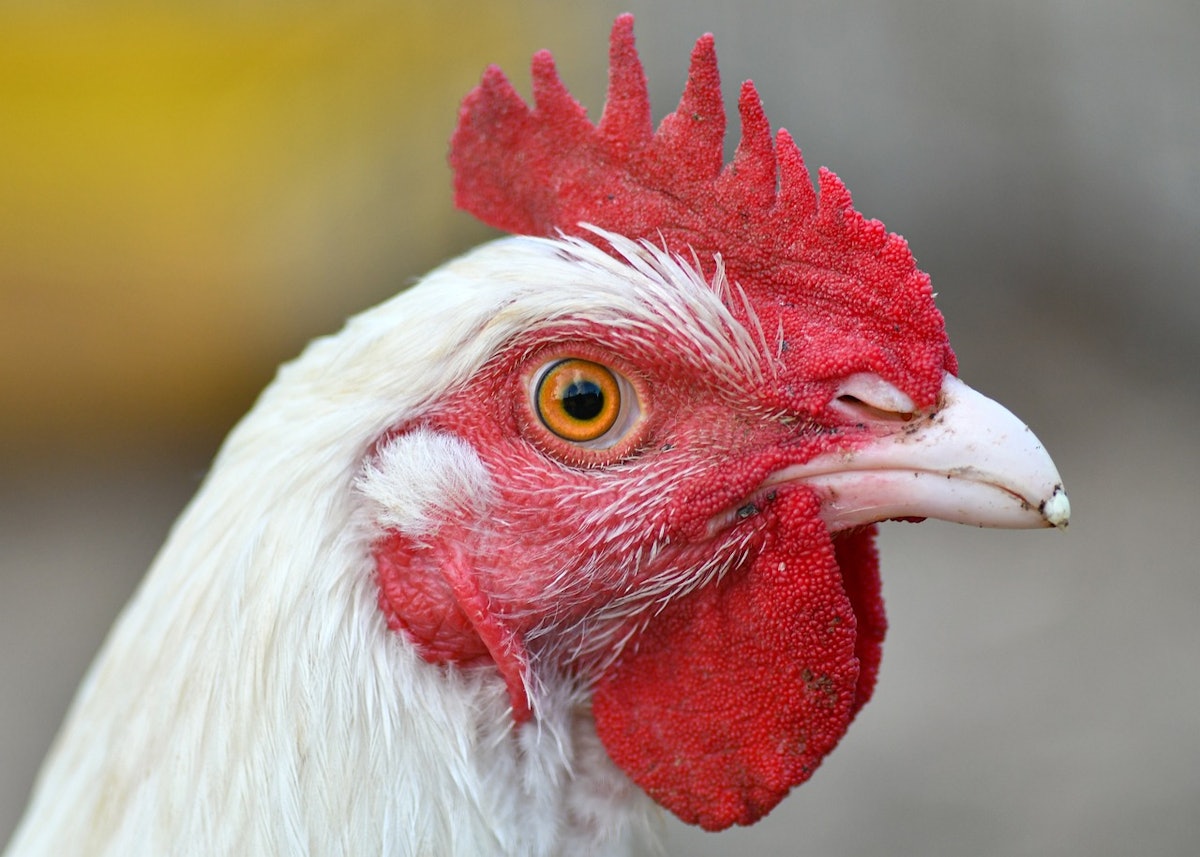 Moldovan poultry company Axedum set to expand