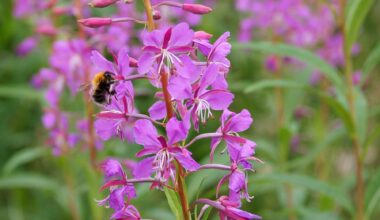 Is fireweed some kind of thing here?