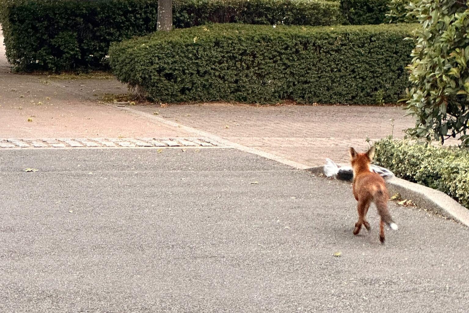 My gf took this picture of a fox stealing a package by Worcester Park