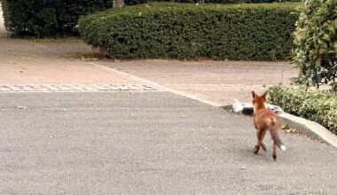 My gf took this picture of a fox stealing a package by Worcester Park