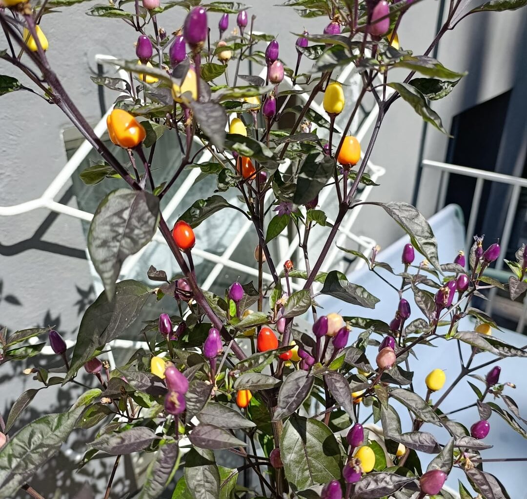 Bunte Pracht zum Essen- Chilli Lila Lutzi