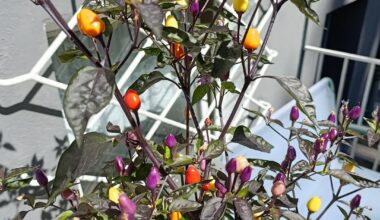 Bunte Pracht zum Essen- Chilli Lila Lutzi