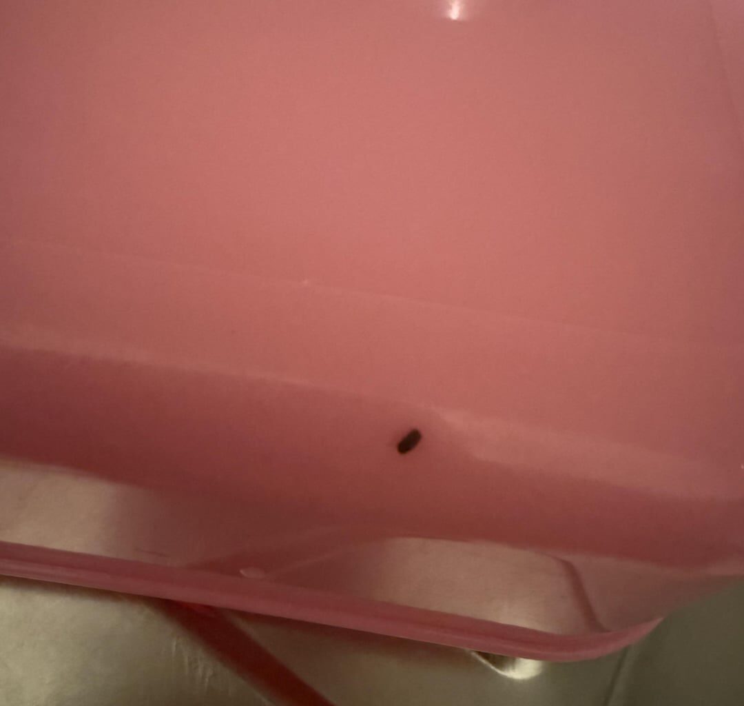 Bichos estranhos em casa Lisboa