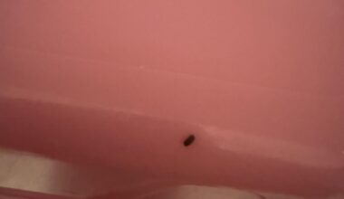 Bichos estranhos em casa Lisboa