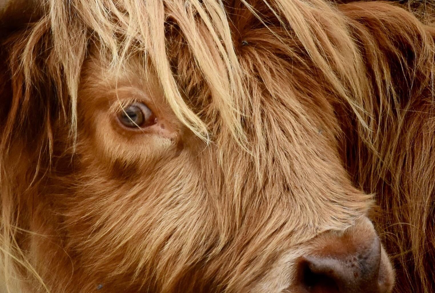 Side eyed by a coo