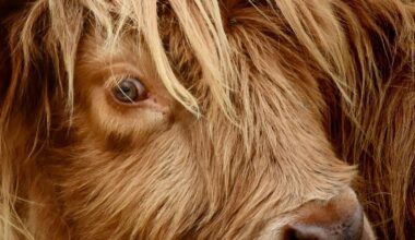 Side eyed by a coo