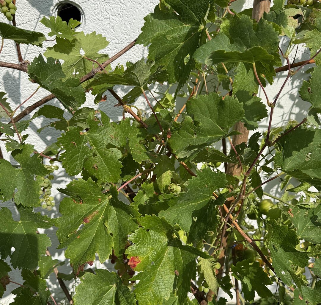 Rebsorten Bestimmung