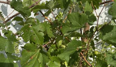 Rebsorten Bestimmung