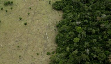Amazon Rainforest is Approaching 'Tipping Points' That Could Transform it into a Drier Savanna /   "Both climate change and deforestation have to be reduced over the next 10-20 years if we want to be confident that the system will remain intact." 
– Andrew Friend, University of Cambridge
