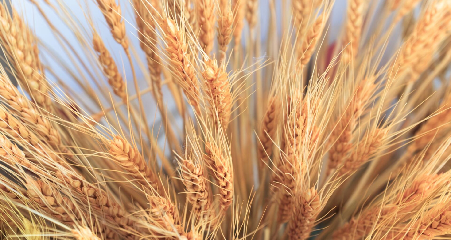 Close up on Ears of Wheat in foreground with barley field