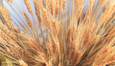 Close up on Ears of Wheat in foreground with barley field
