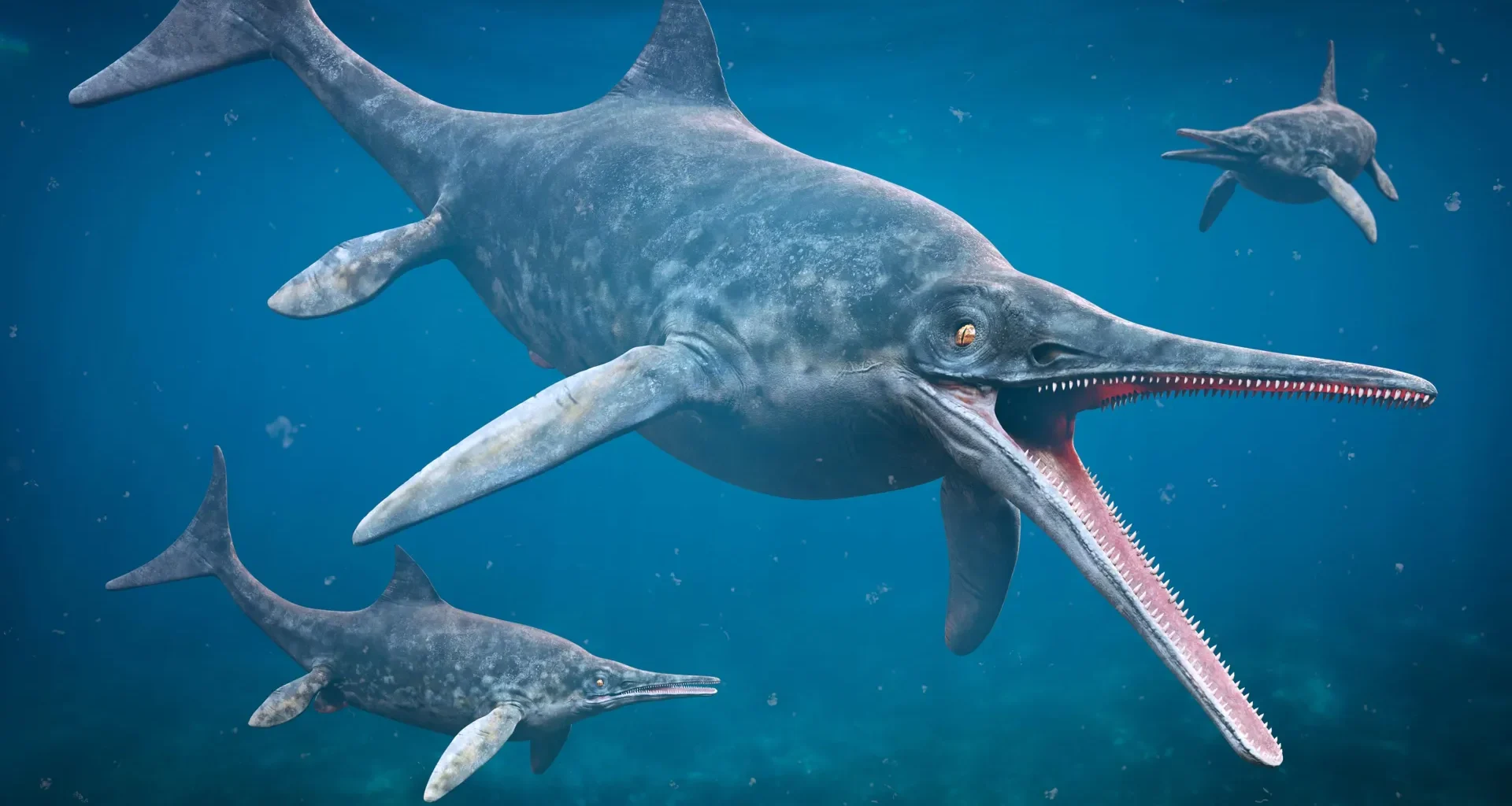 Forgotten rock in Japan reveals 220-million-year-old ichthyosaur fossil