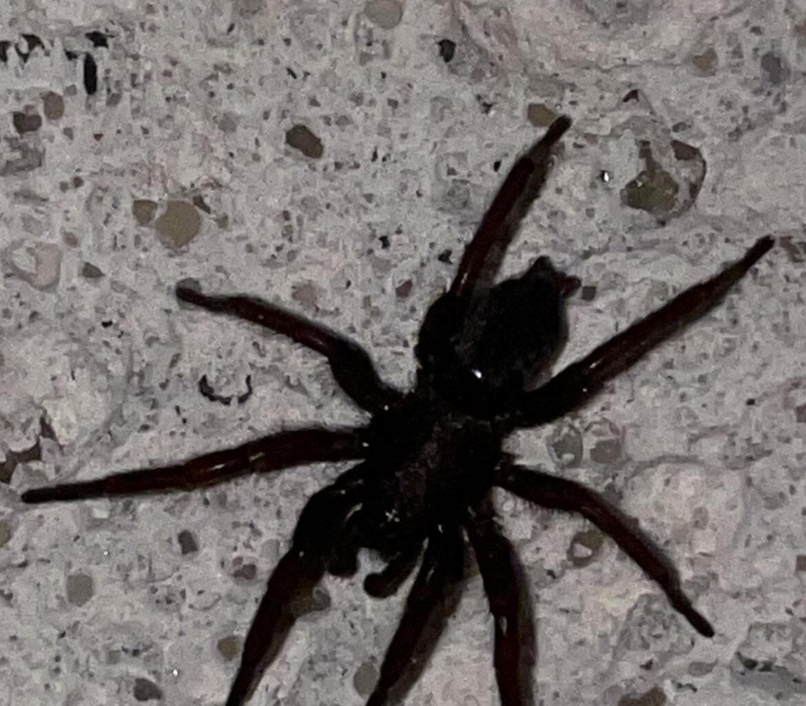 Welche Spinnenart ist das?