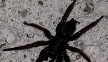 Welche Spinnenart ist das?