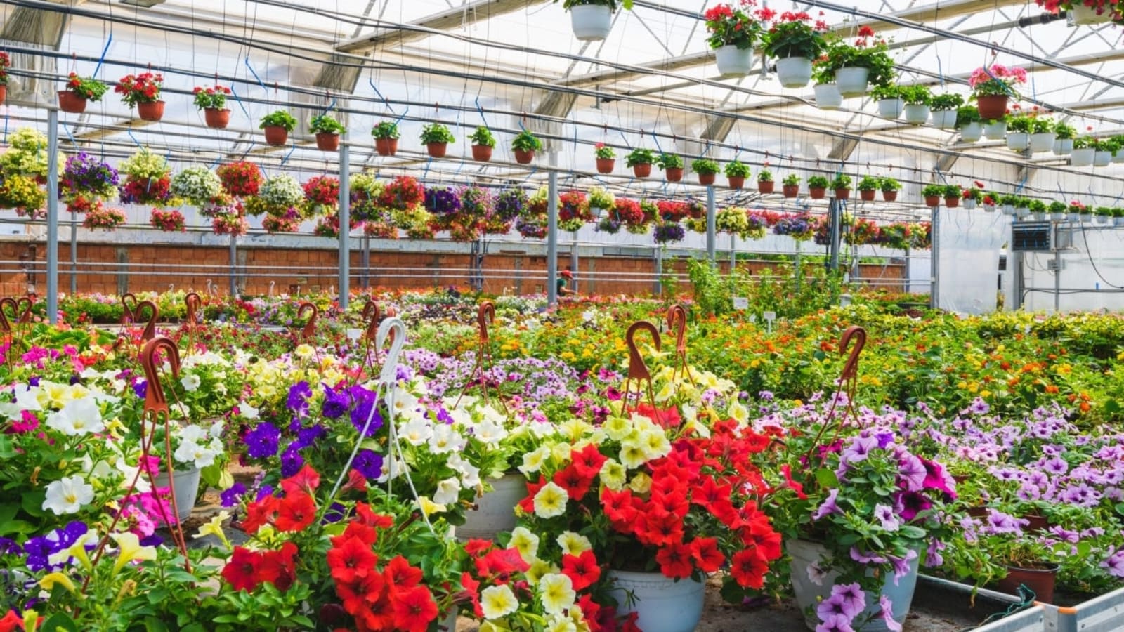 Can My Flower Farm Survive Without Immigrant Labor?