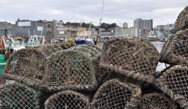 'Perfect storm': UK fishermen reel from octopus invasion