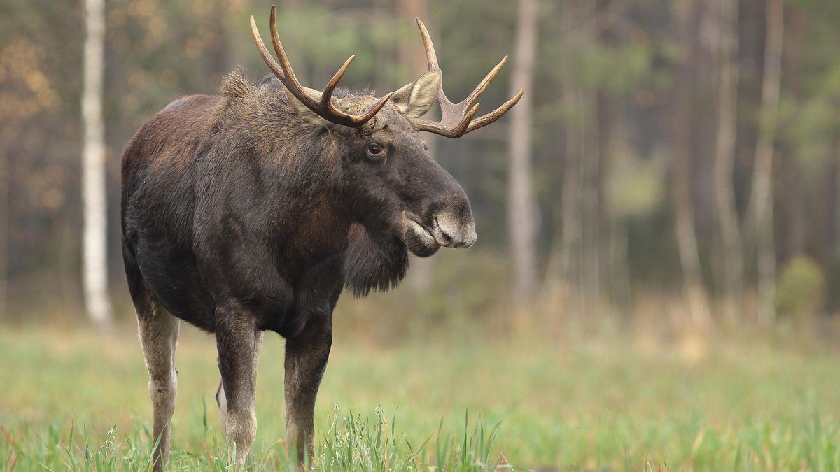 Los Emil, který se pohyboval po Česku, doputoval na Slovensko