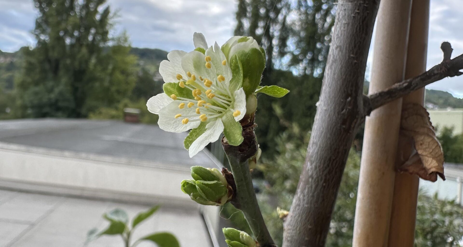 also… wenn der Baum etwas zu früh oder zu spät blüht… - ach brudiiiiiii 😅