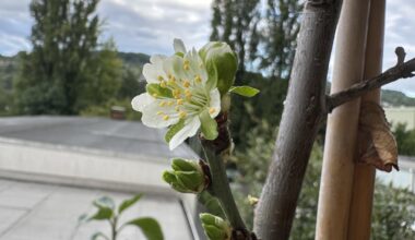 also… wenn der Baum etwas zu früh oder zu spät blüht… - ach brudiiiiiii 😅