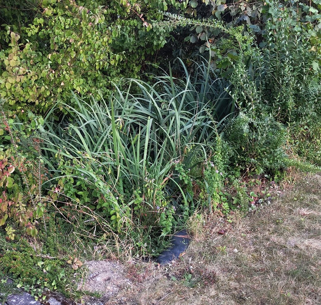 Wie mache ich meinen Teich wieder fit?