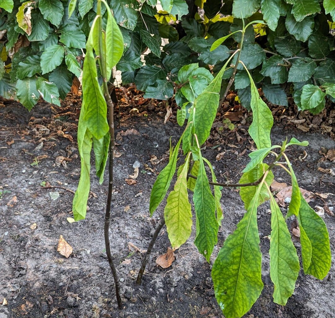 Franklinia geht's nicht gut