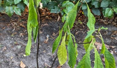 Franklinia geht's nicht gut