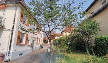 Kirschbäume schneiden