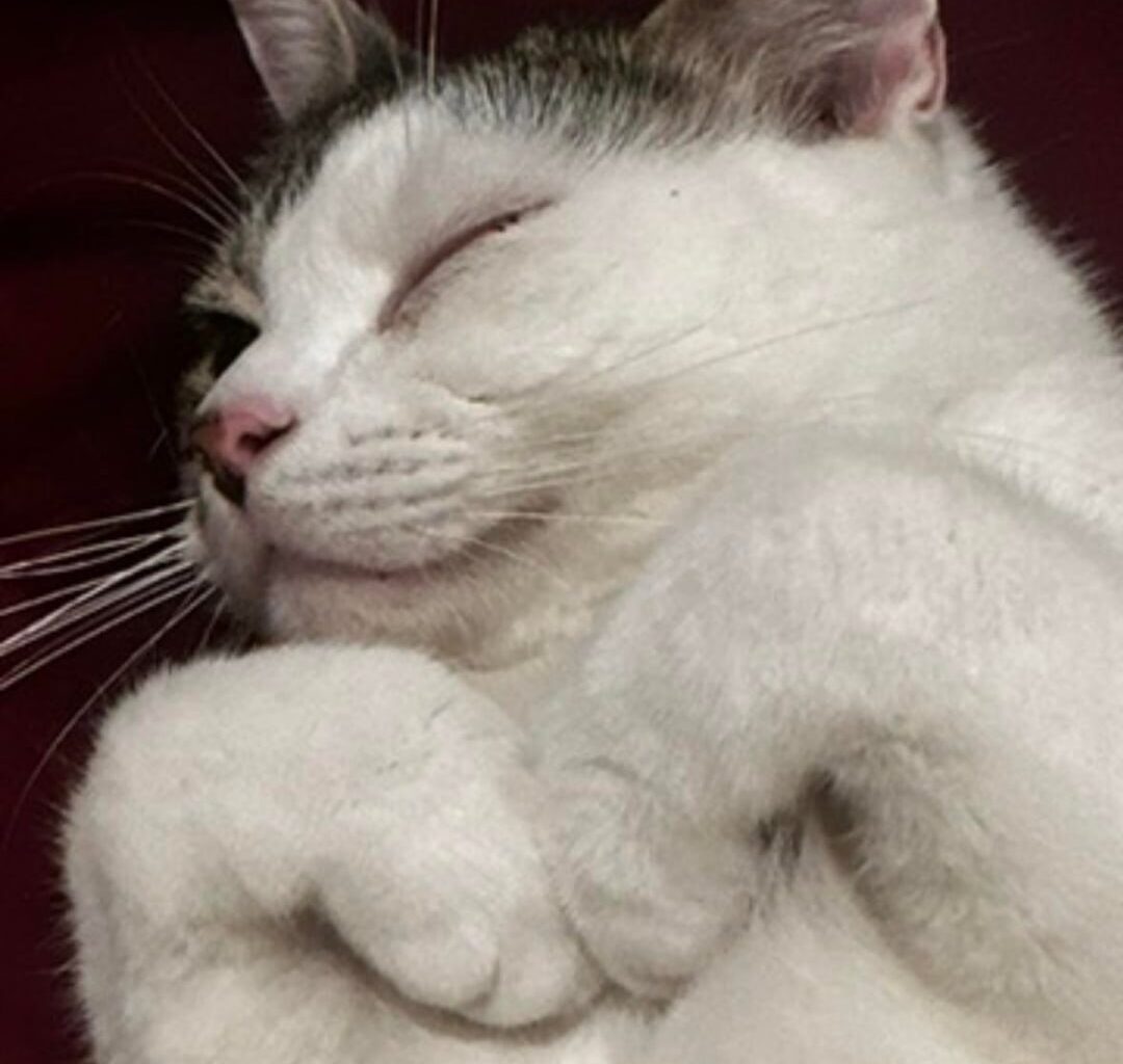 Looking for temporary foster career for cat<3