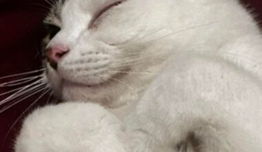Looking for temporary foster career for cat<3