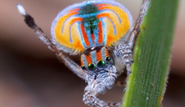 It's official - a simple spider has exposed the limitations of artificial intelligence by confounding the most sophisticated visual recognition systems of the moment