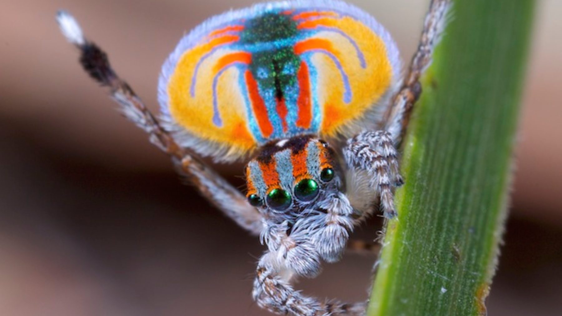 It's official - a simple spider has exposed the limitations of artificial intelligence by confounding the most sophisticated visual recognition systems of the moment