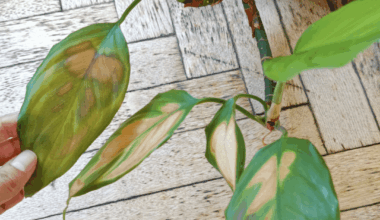 Blätter verfärben sich komisch