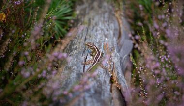 Zauneidechse in der Heide + Bonus