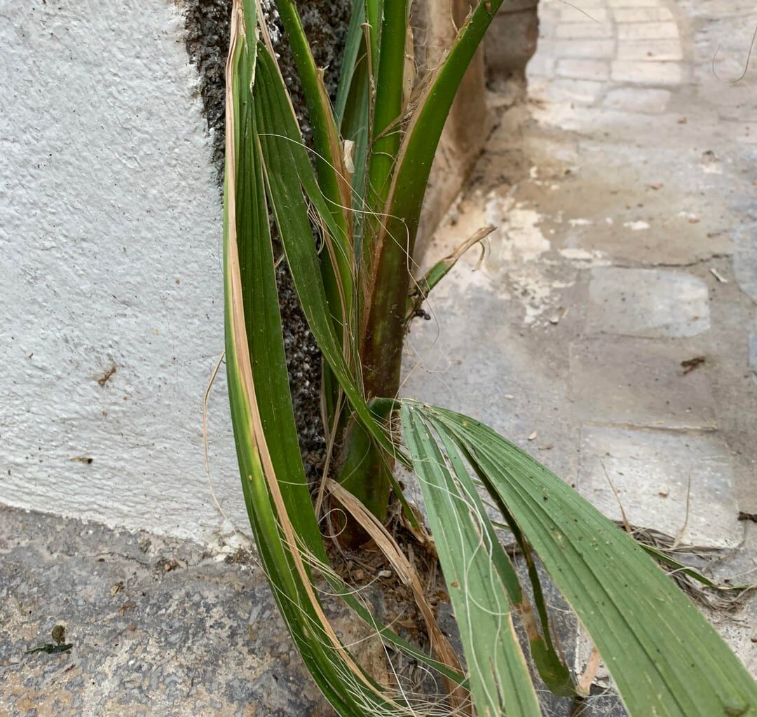 Erstaunliches Fugenwachstum - Antibes Edition