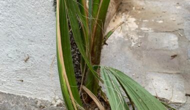 Erstaunliches Fugenwachstum - Antibes Edition