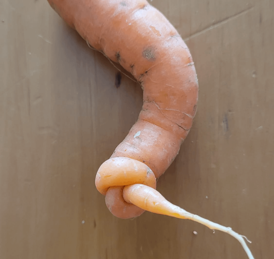 Habt ihr schon mal eine Karotte mit einem Knoten gesehen?