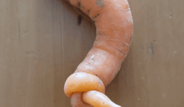 Habt ihr schon mal eine Karotte mit einem Knoten gesehen?