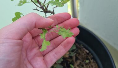 Wer frisst meine Eiche :'(