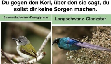 Ich🐤🍆🦜iel