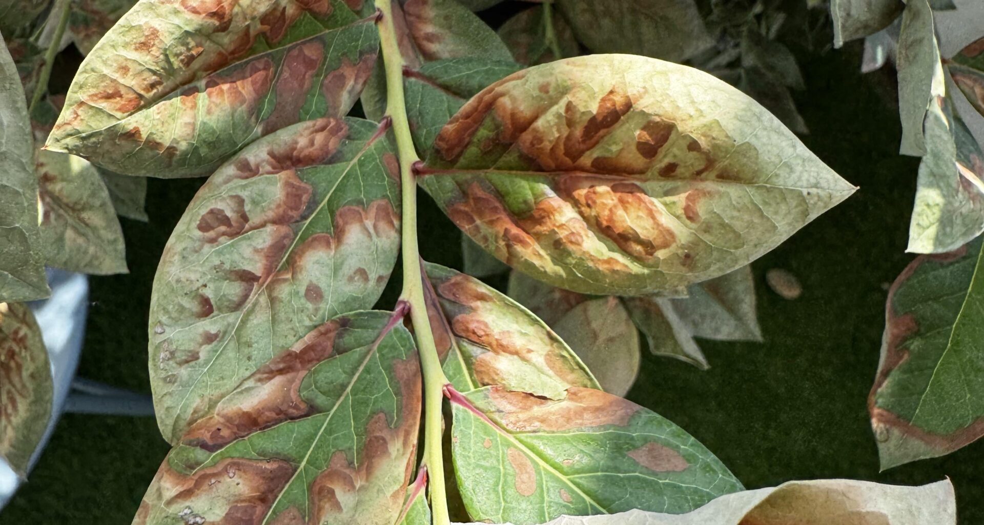 Blätter braun vom Heidelbeerbaum