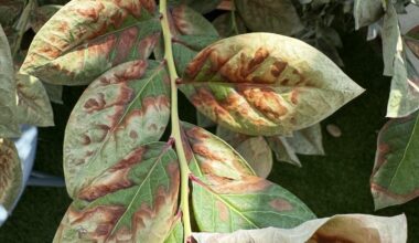 Blätter braun vom Heidelbeerbaum