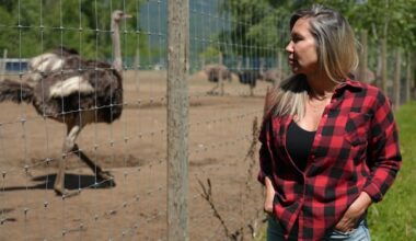 B.C. ostrich farm loses appeal to save birds from cull in case that attracted White House attention