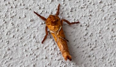 Motten die ich im Juli/August gesehen habe