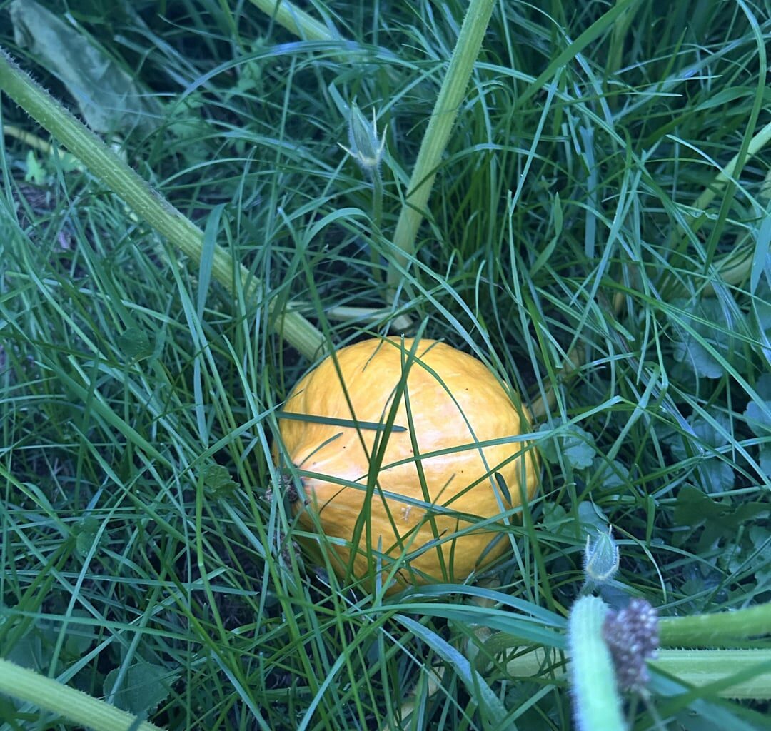 Kürbis wild aufgegangen, essbar?